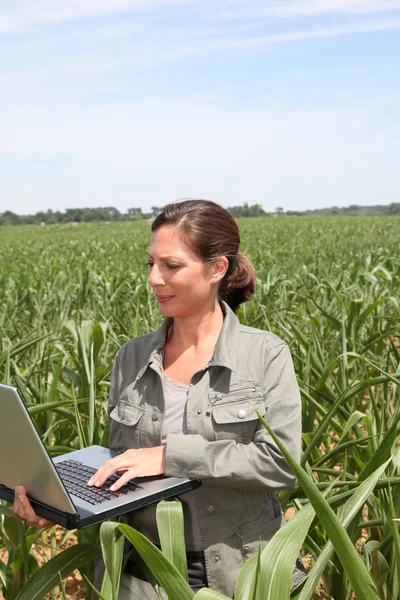 Landbouwingenieur in maïsveld — Stockfoto