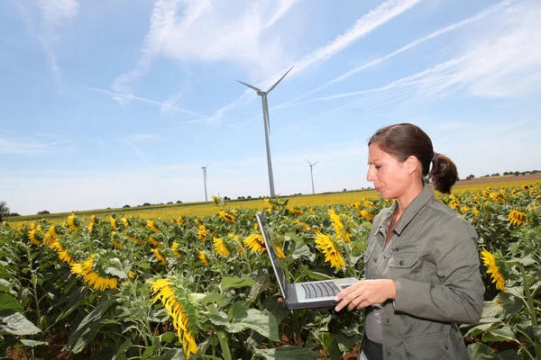 Agronomist in sunflowers field — Stock Photo, Image