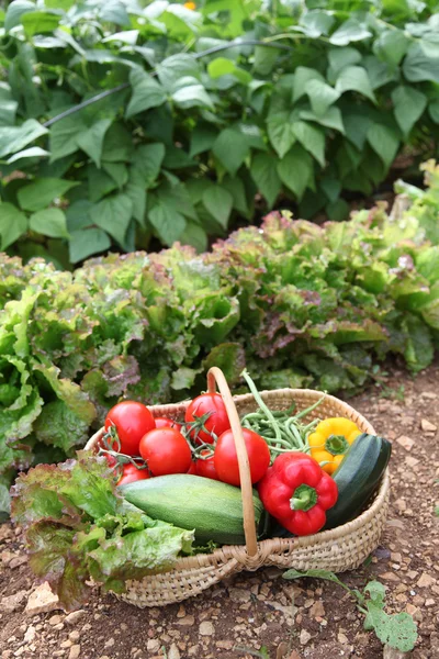 Korg med färska grönsaker — Stockfoto