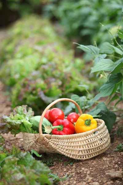 Basket of fresh vegetables — Stock Photo, Image