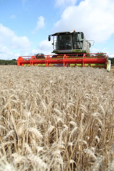 Комбайн на пшеничному полі — стокове фото