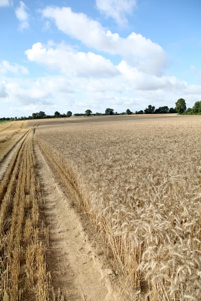 Vista del campo de trigo — Foto de Stock