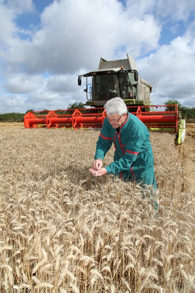 Agricoltore in campo di grano con mietitrice — Foto Stock