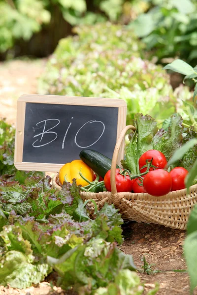Cesta de verduras ecológicas —  Fotos de Stock