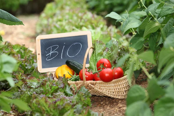 Korb mit Bio-Gemüse — Stockfoto