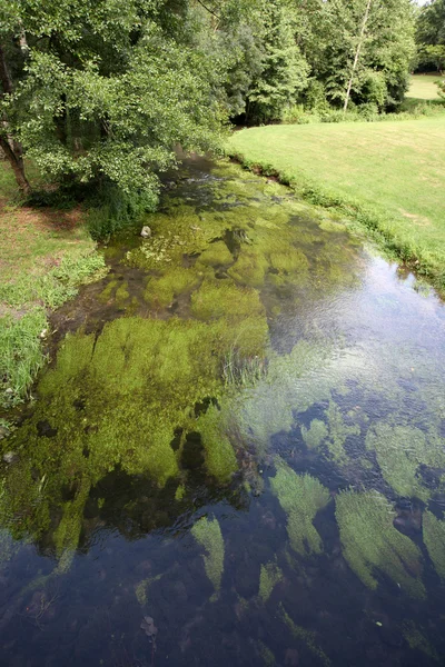 Río y vegetación — Foto de Stock
