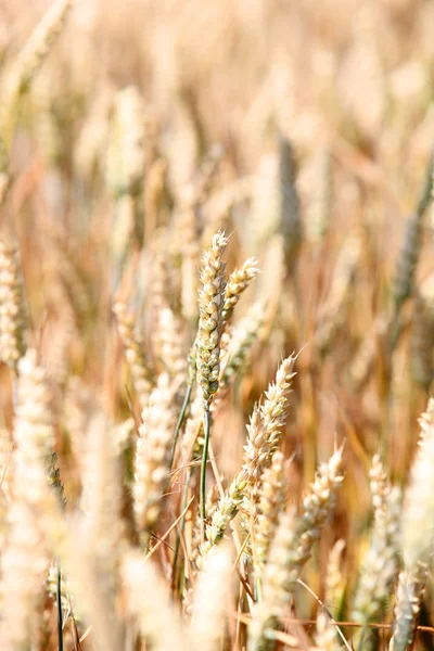 Buğday tarlası — Stok fotoğraf
