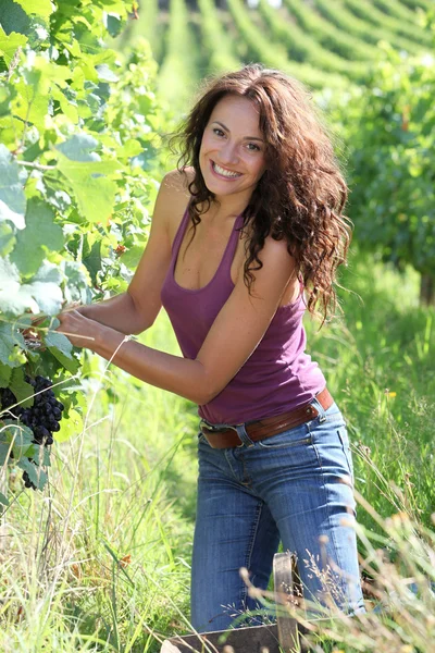 Mulher bonita colhendo uvas — Fotografia de Stock