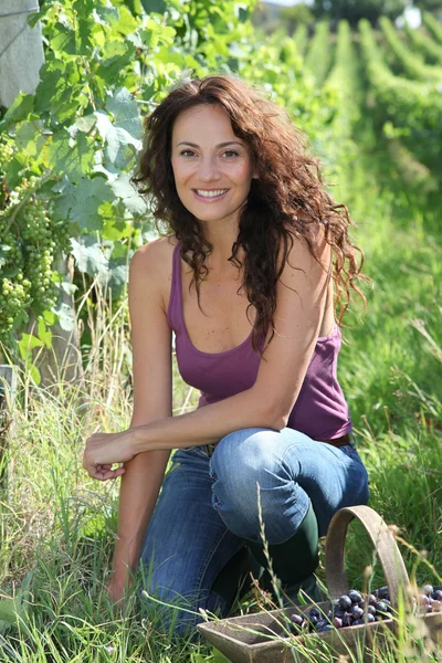 Beautiful woman harvesting grapes — Stock Photo, Image