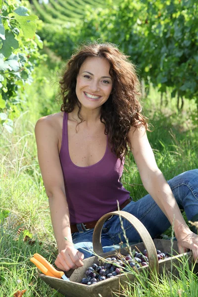 Hermosa mujer cosechando uvas —  Fotos de Stock