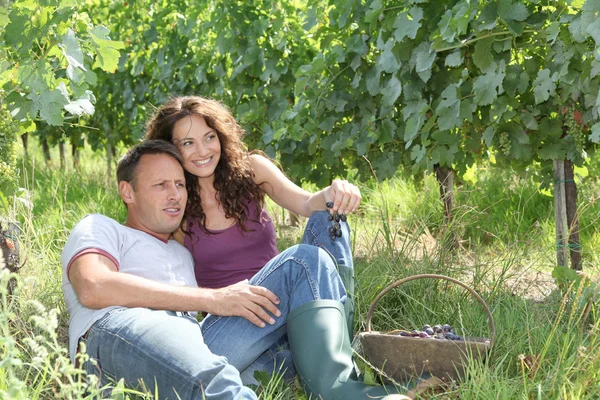 Par winegrowers äta druvor — Stockfoto