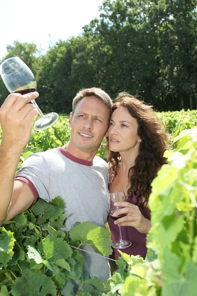 Пара виноградарей в винограднике — стоковое фото