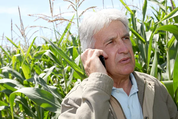 Agronomist in corn field Stock Photo