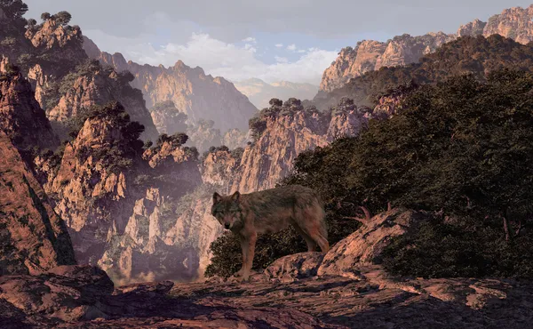 Wolf in de canyon — Stockfoto