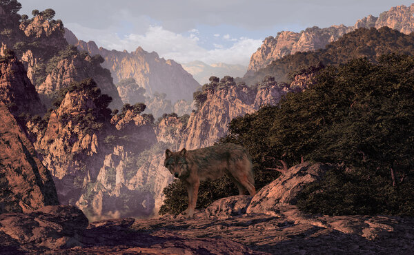 Wolf In The Canyon