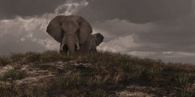 iki Afrika filleri
