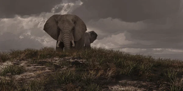 Dois elefantes africanos — Fotografia de Stock