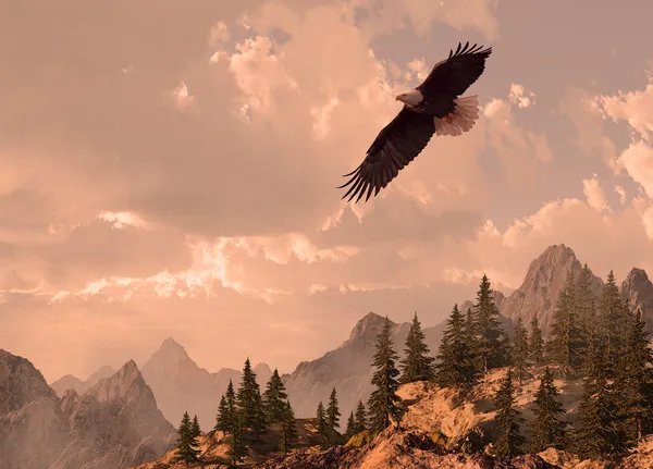 Águia careca a voar — Fotografia de Stock