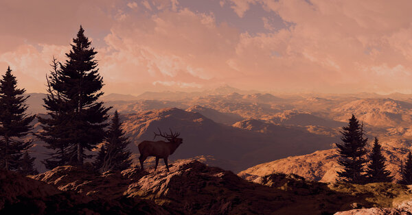 Elk In The Rocky Mountains