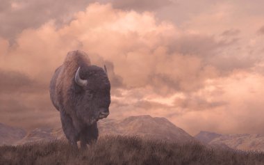 Buffalo On The Prairie