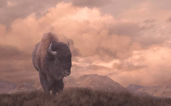 Buffalo na pradaria — Fotografia de Stock
