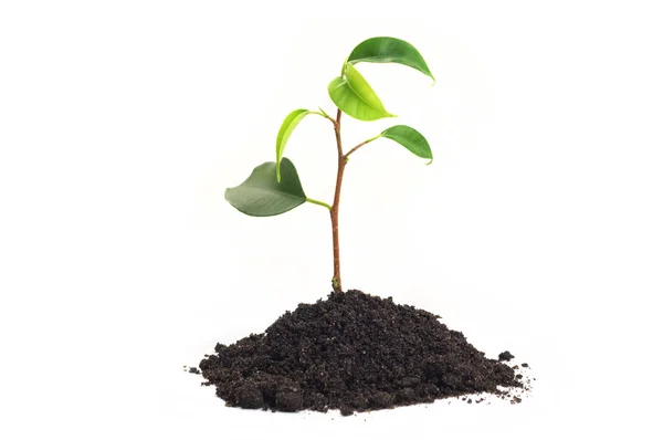 stock image Green sprout on white background