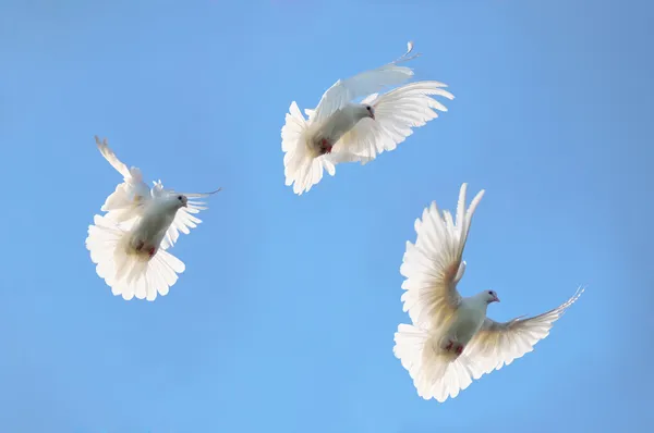 Groep witte duiven in de lucht — Stockfoto