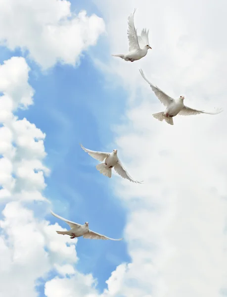 Group white doves — Stock Photo, Image