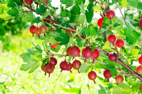 红色鹅莓 — 图库照片