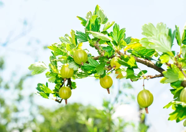 Green gooseberries hanging on a bush. — Stock Photo, Image