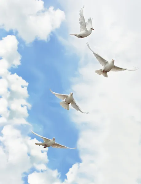 Groep witte duiven Stockfoto