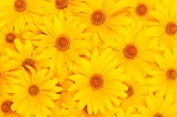 花卉黄色背景 — 图库照片