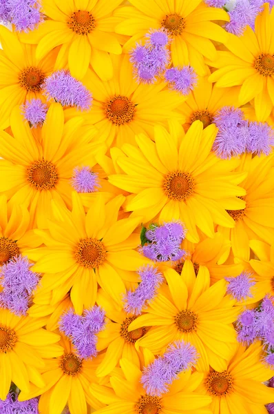 Floral φόντο κίτρινο και μοβ — Φωτογραφία Αρχείου
