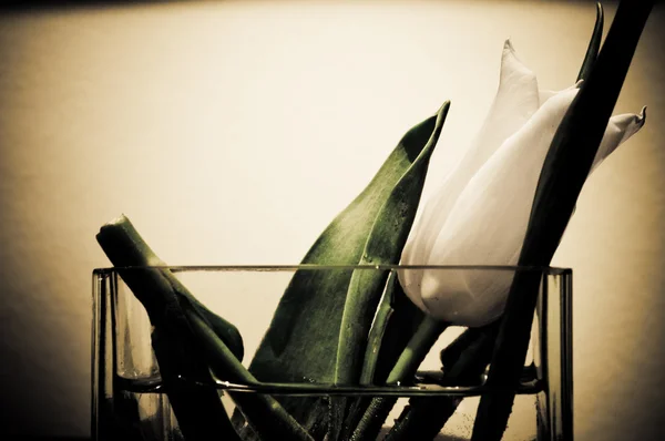 Tulipan w szklance — Zdjęcie stockowe