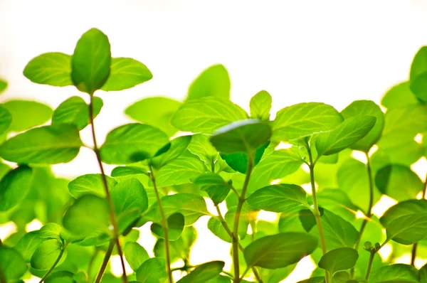 Leuchtend grüne Blätter — Stockfoto