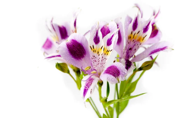 Alstroemeria bouquet isolato su bianco — Foto Stock