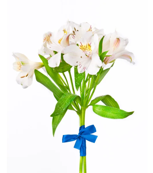 Bouquet Alstroemeria isolé sur blanc — Photo