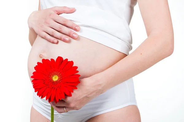 Närbild av en gravid kvinna med gerber - beskära — Stockfoto