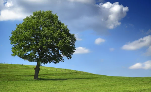 Enorme boom op groene veld - blauwe hemel — Stockfoto