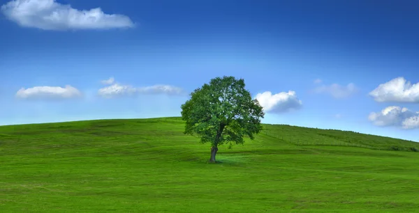 Träd sommardag — Stockfoto