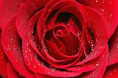 Macro image of red rose clipart