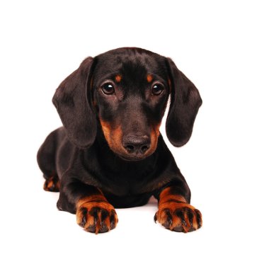 Dachshund Köpek