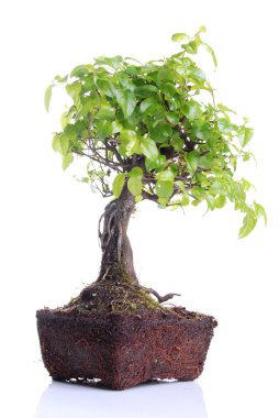 Bonsai Ağacı