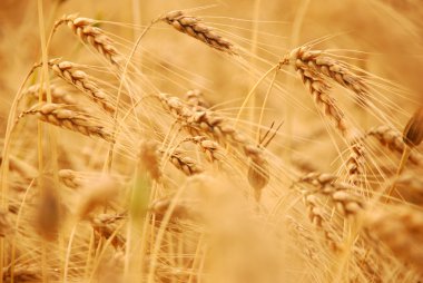 Wheat before harvest clipart