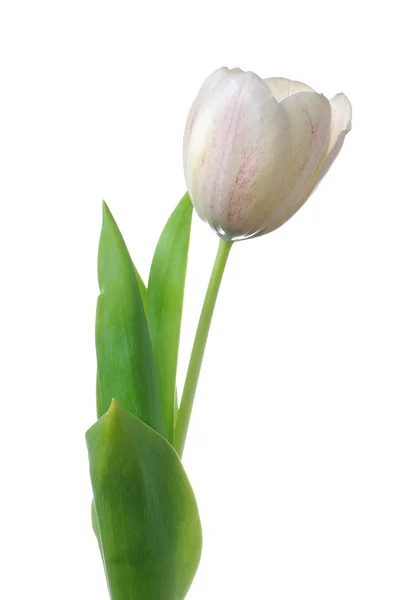 White tulip flower — Stock Photo, Image