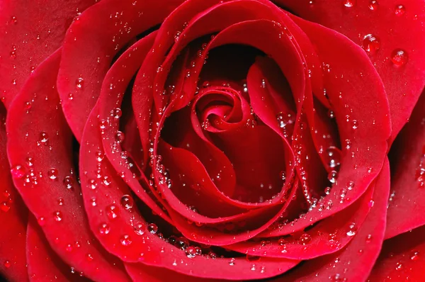 Μακροεντολή εικόνα του κόκκινο τριαντάφυλλο — Φωτογραφία Αρχείου