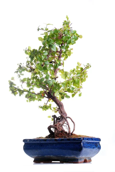 Δέντρο Bonsai — Φωτογραφία Αρχείου