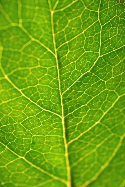 Tekstur daun hijau — Stok Foto