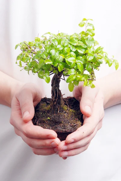 Handen met een bonsai boom — Stockfoto