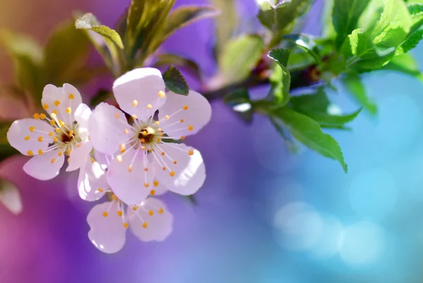 Schöne Blütenblumen — Stockfoto